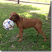 RUMBA CON PALLONE
